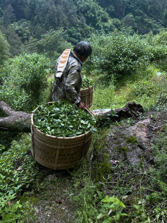 武夷山，茶人的理想世界？