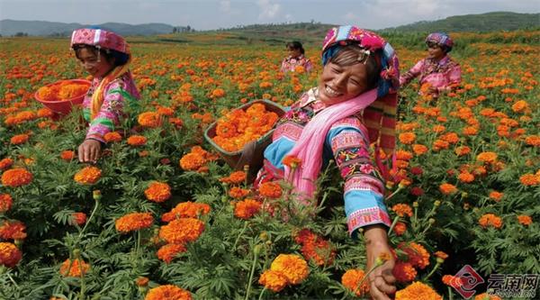 解码新质生产力 打卡国企新坐标⑩｜ 藏在花朵里的生物提取新赛道