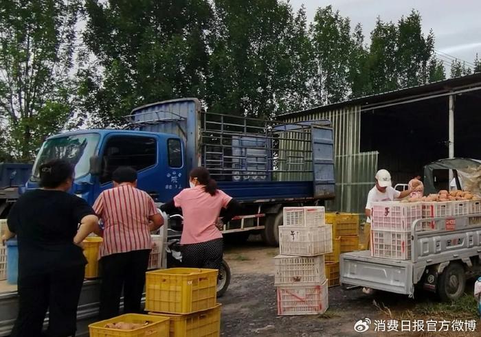 图为果农正在分拣包装早熟梨。解 磊/摄