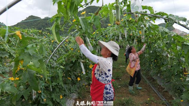 向新黔行④｜麻江：发展山地特色农业助力乡村振兴