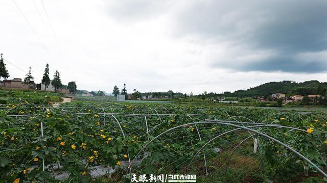 向新黔行④｜麻江：发展山地特色农业助力乡村振兴