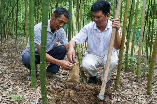 一支笋里的“共富密码” 背后是“林班长”们二十年的坚守