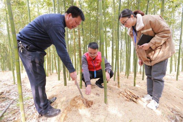 一支笋里的“共富密码” 背后是“林班长”们二十年的坚守