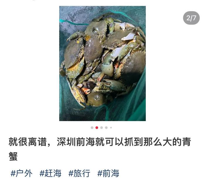 网友热议“到深圳前海湾抓青蟹”，专家呼吁→