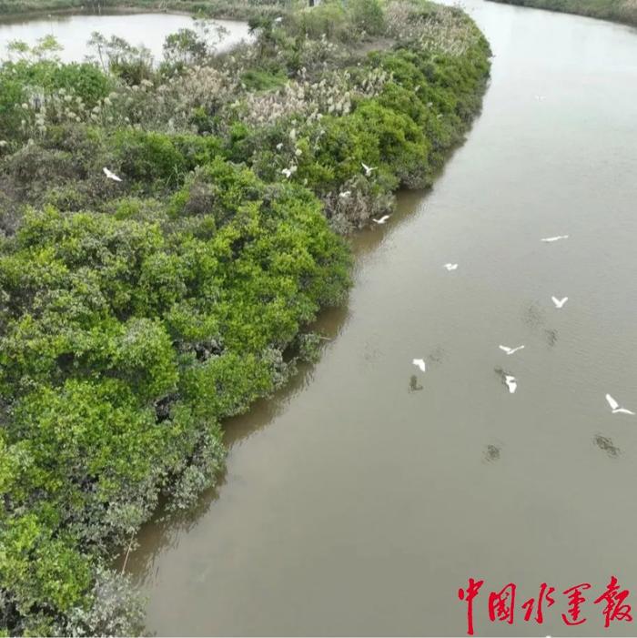 平陆运河上的绿色律动：看长江航道人如何绘就生态和谐新篇章