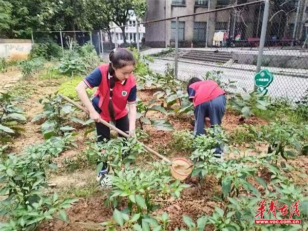 珠晖区狮子山小学：劳动教育 点亮成长之路