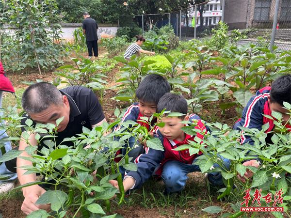 珠晖区狮子山小学：劳动教育 点亮成长之路