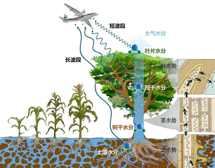 国际首次！试验成功