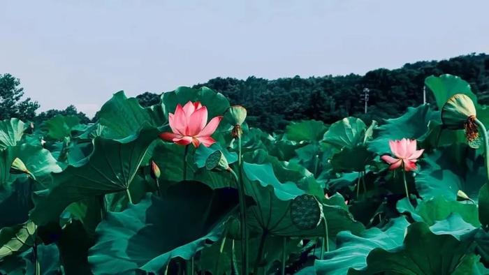 八月出游好去处~仲夏日信阳打卡最佳地点