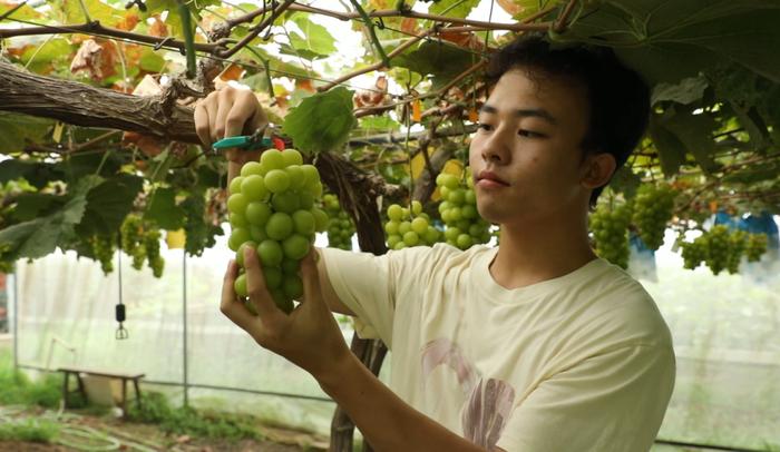 “夏日炎炎 这里很甜”贵港的葡萄熟了，来摘吗？