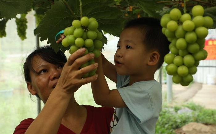 “夏日炎炎 这里很甜”贵港的葡萄熟了，来摘吗？