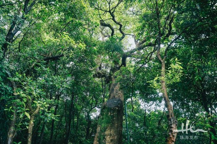 以“荔枝”为名！这个数百年古村，诞生过珠海地区首位巡抚、进士、武举人……