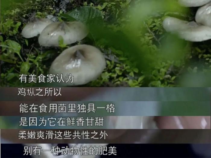 老派云南人吃菌，这个季节首选“鸡枞”？