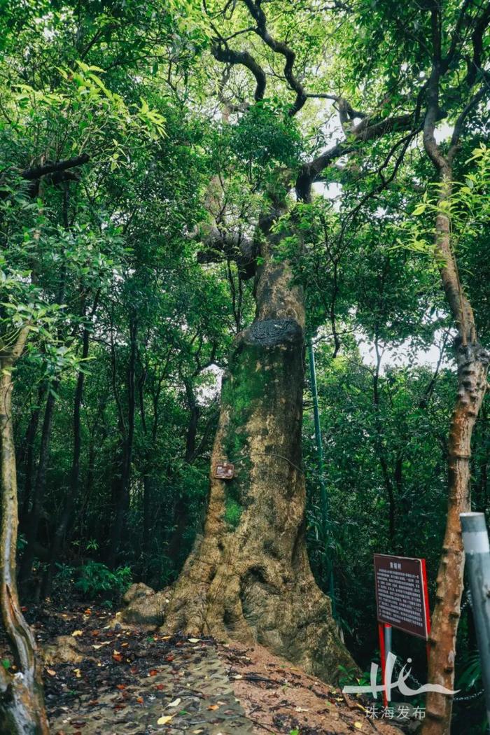 以“荔枝”为名！这个数百年古村，诞生过珠海地区首位巡抚、进士、武举人……