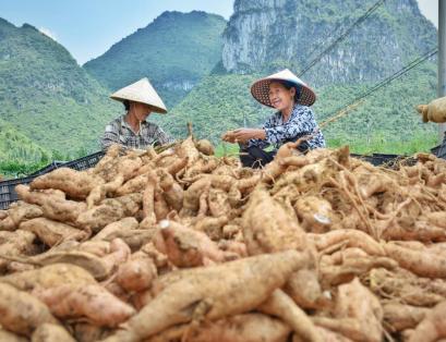 新华指数|贵州紫云：乘着数字化的翅膀 奏响“蜜薯经济”致富乐章