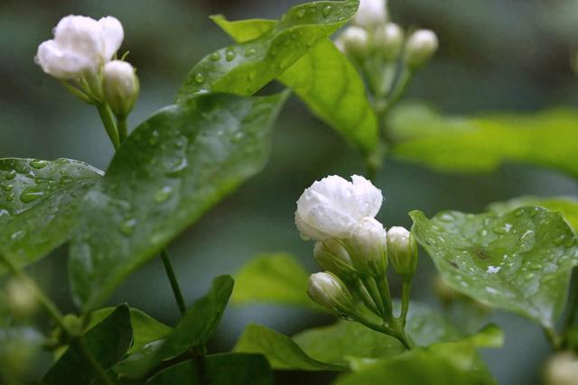 夏日枝头玲珑雪，一朵茉莉入茶来