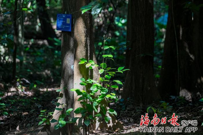 “海南神木”坡垒迎来花期