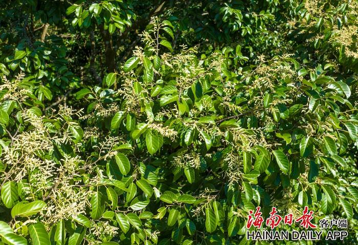 “海南神木”坡垒迎来花期