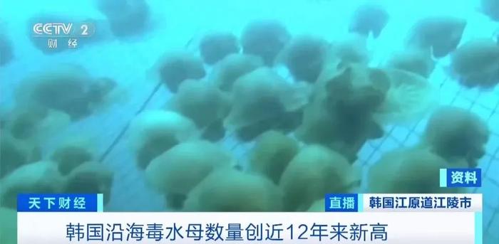 警惕！两个月发生近500起伤人事件！这一国多海域，有毒生物激增