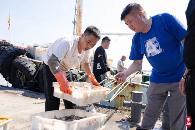 梭子蟹、竹节虾、方板鱼……今年第一网东海海鲜登陆崇明