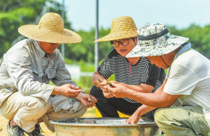 海口以特色产业发展助推乡村振兴 科技创新赋能 种养产业向“新”