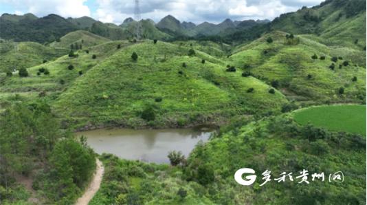 独山县华南村：无患子挂满枝头 预计今年产量100吨