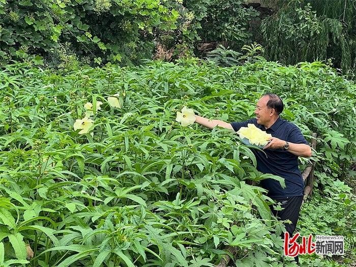 乡村行·看振兴｜重回原产地 金花葵上新