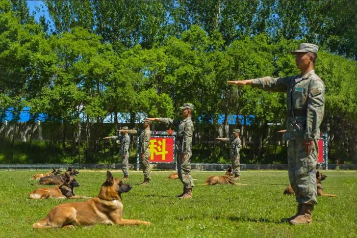 又萌又猛的军犬怎么练成？他们功不可没……