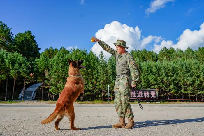 又萌又猛的军犬怎么练成？他们功不可没……