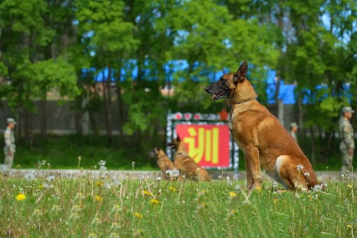 又萌又猛的军犬怎么练成？他们功不可没……