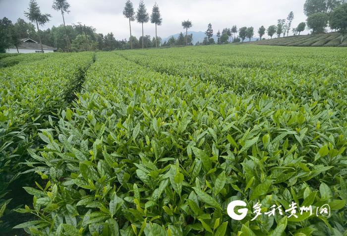 【打卡贵州茶】16年时间 他培育的“黔茶1号”种植面积达到4万亩