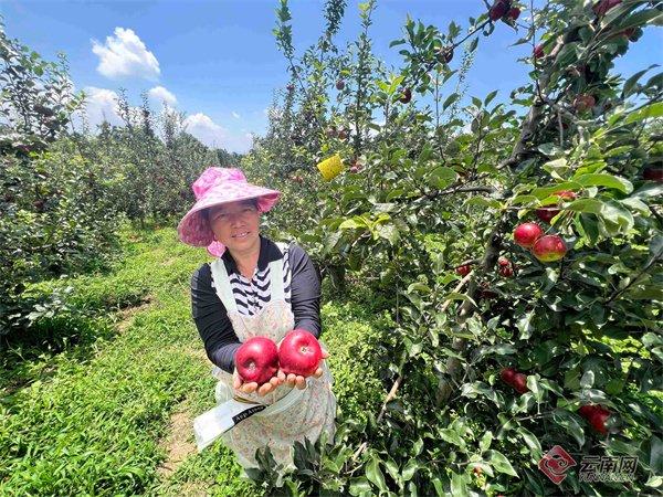 云南富民县：大秀山苹果远销全国50多个大中小城市