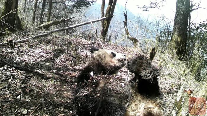 C视频丨遛娃打滚巡地盘 大熊猫在松潘“随机”出没