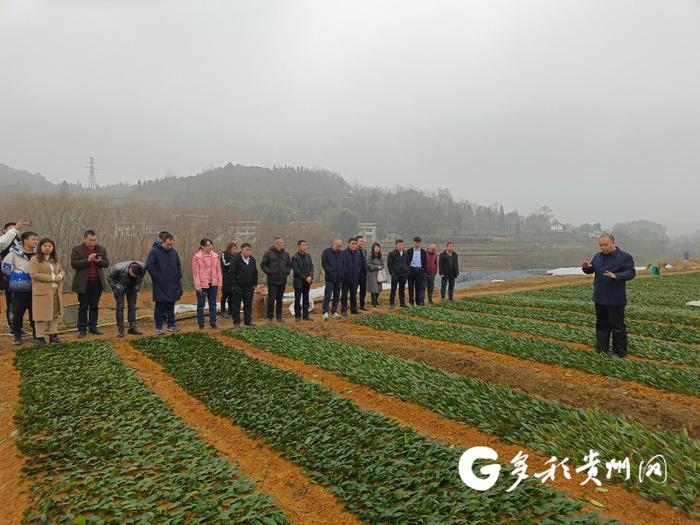 【打卡贵州茶】16年时间 他培育的“黔茶1号”种植面积达到4万亩