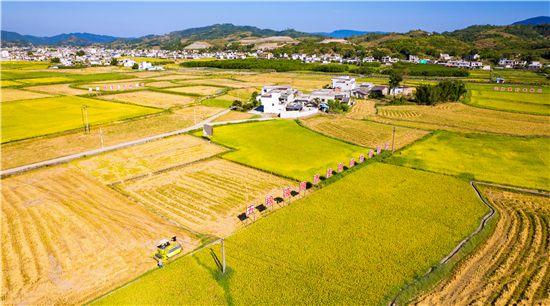 五粮液百万亩酿酒专用粮基地惠及约30万户种植户