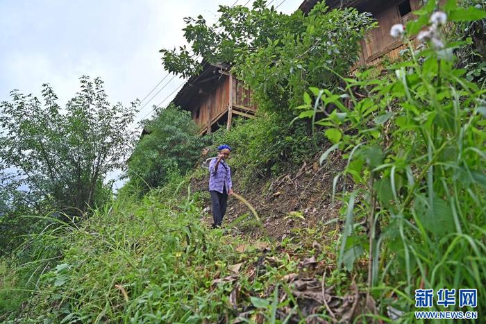 守望青山向新生 这个壮寨已有二百多年历史（组图）