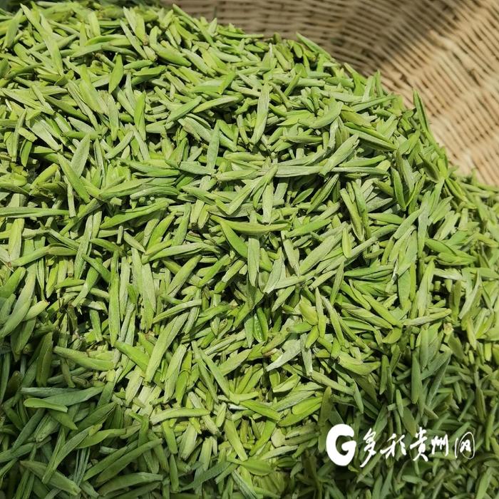 【打卡贵州茶】16年时间 他培育的“黔茶1号”种植面积达到4万亩