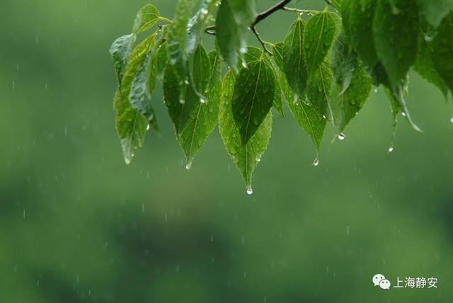 好消息！一波雨水即将抵沪！丨静宝聊天室