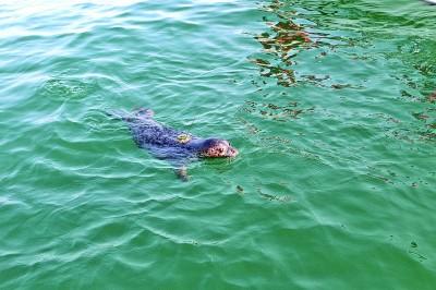 大连斑海豹国家级自然保护区：“胖宝宝”的海上家园