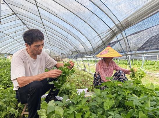 黄山屯溪区：多措并举 促夏季 “菜篮子” 稳产保鲜