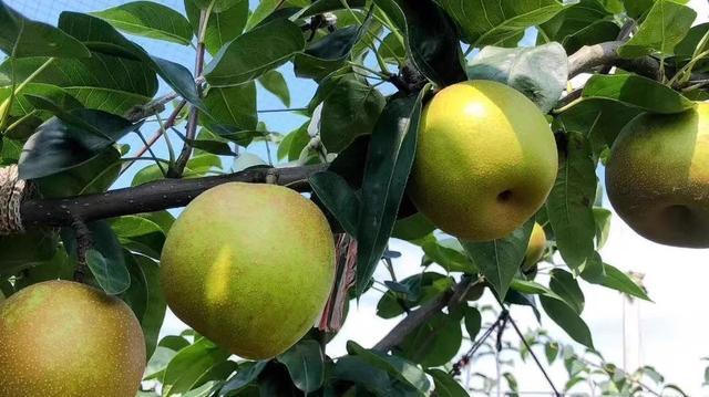 这一口甜“蜜”是奉贤人民“梨”不开的味道！