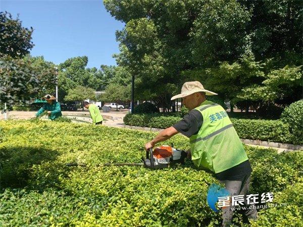 组图 | 高温下的坚守 汗水凝聚芙蓉力量