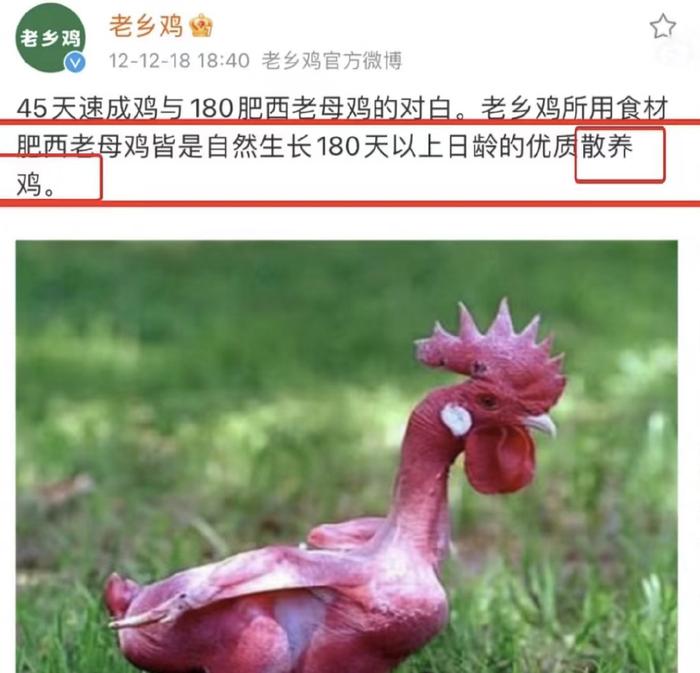 老乡鸡的鸡，到底是怎么养的？