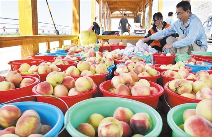 临夏州永靖县刘家峡镇城北新村集体经济产业园桃挂满枝头