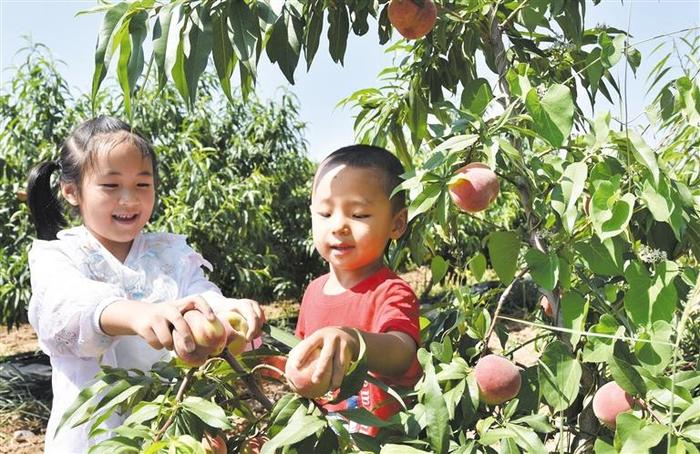 临夏州永靖县刘家峡镇城北新村集体经济产业园桃挂满枝头