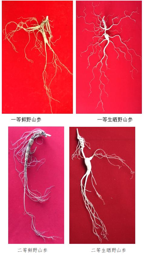 人参怎么选？吉林省消协发布消费选购指南