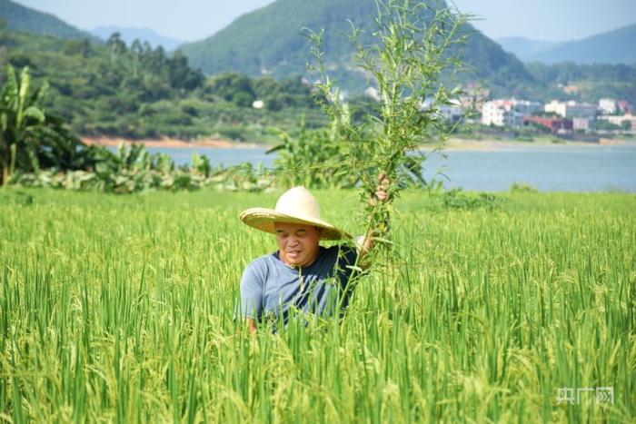 锚定现代化 改革再深化 | 一笔土地流转“减肥断药”背后的生态账