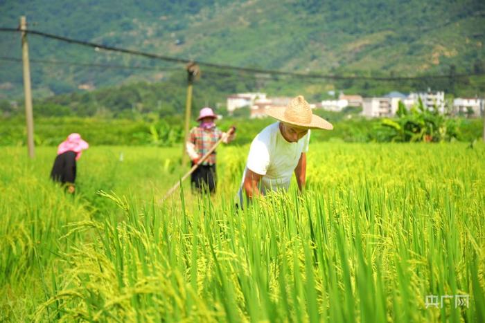 锚定现代化 改革再深化 | 一笔土地流转“减肥断药”背后的生态账