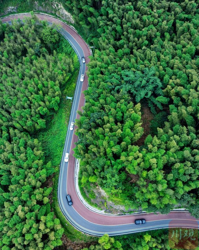 C视频｜最美风景在路上 遇见绿色竹海风景线上的乡村振兴路