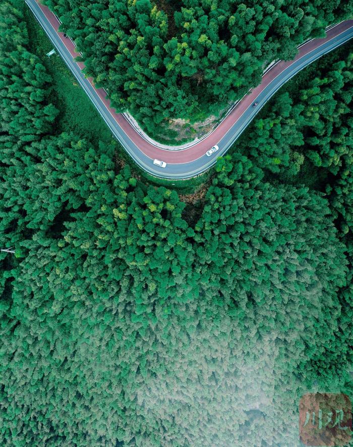 C视频｜最美风景在路上 遇见绿色竹海风景线上的乡村振兴路